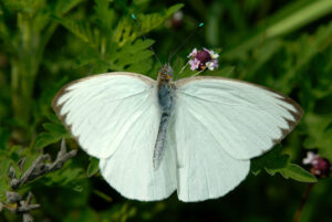 Great Southern White