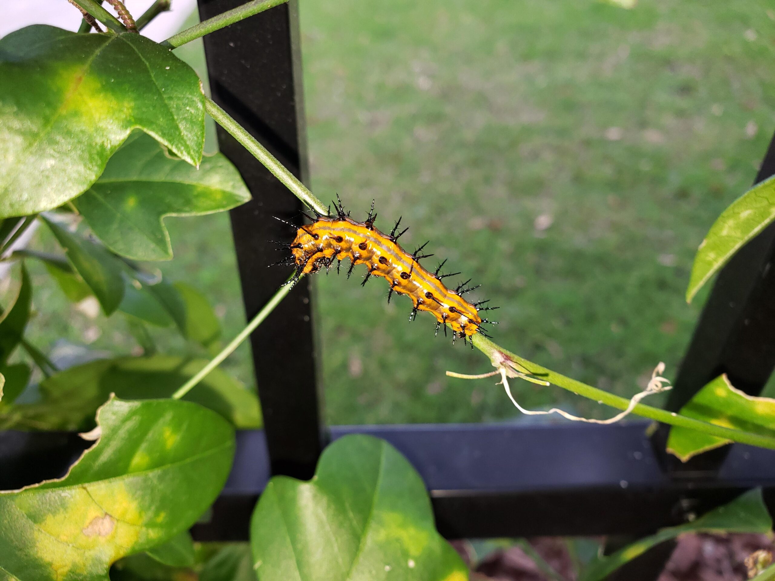 Gulf Frit Catterpillar by Anita Camacho