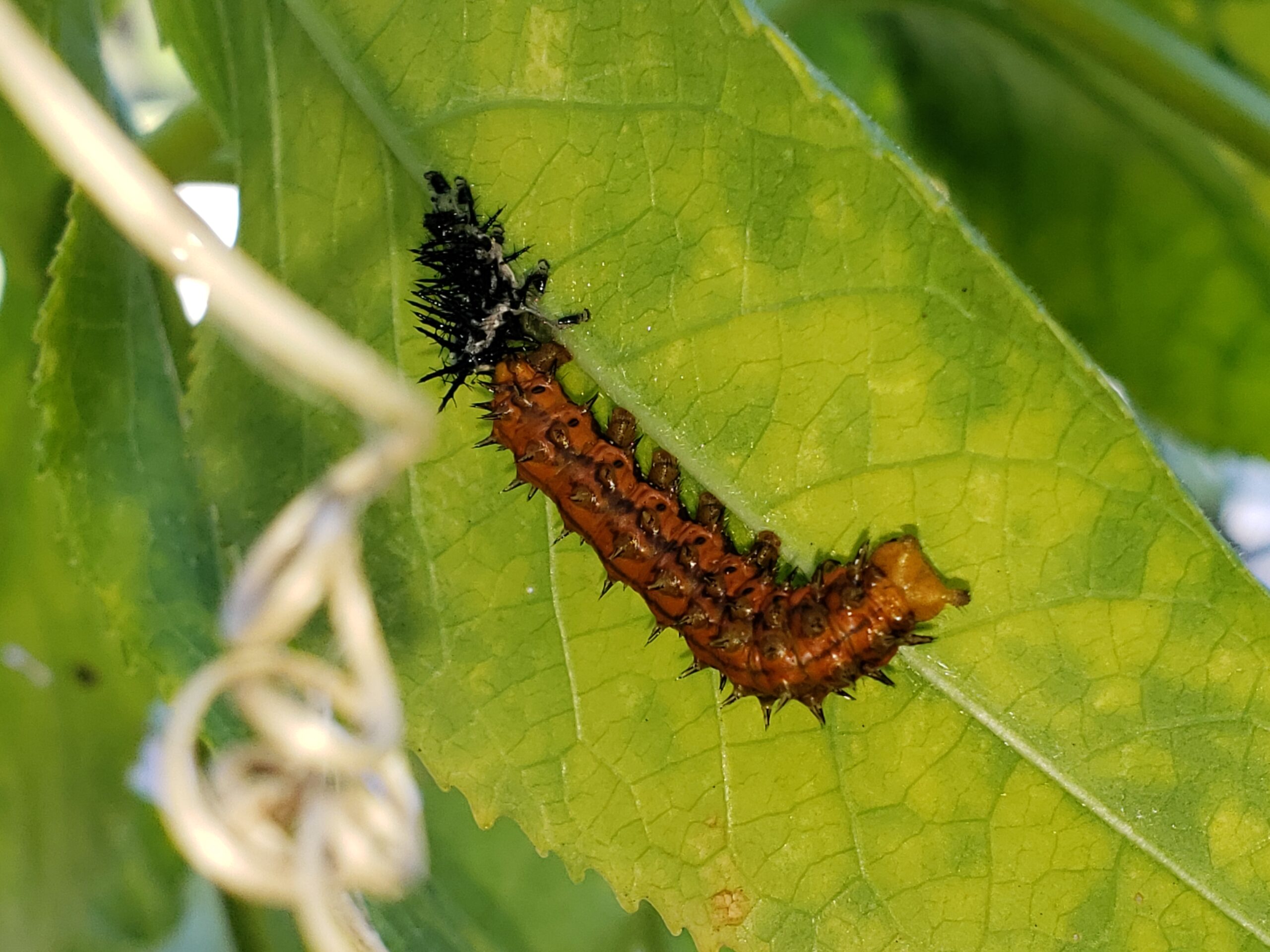Gulf Fritillary Caterpillar by Anita Camacho