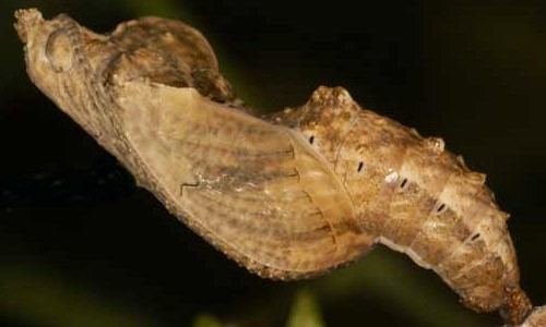 Gulf Fritillary Chrysalis by Anita Camacho