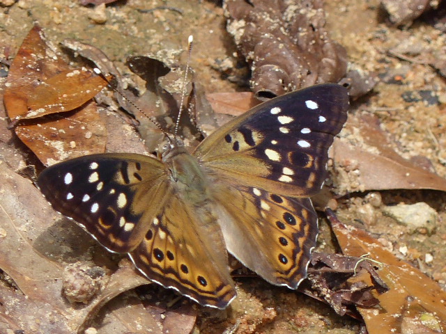 Hackberry Emperor by R Smith