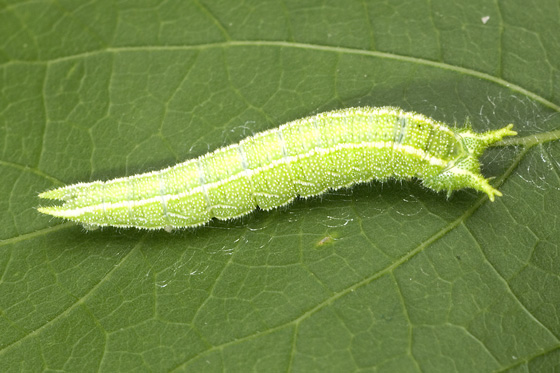 Hackberry Emperor Caterpillars