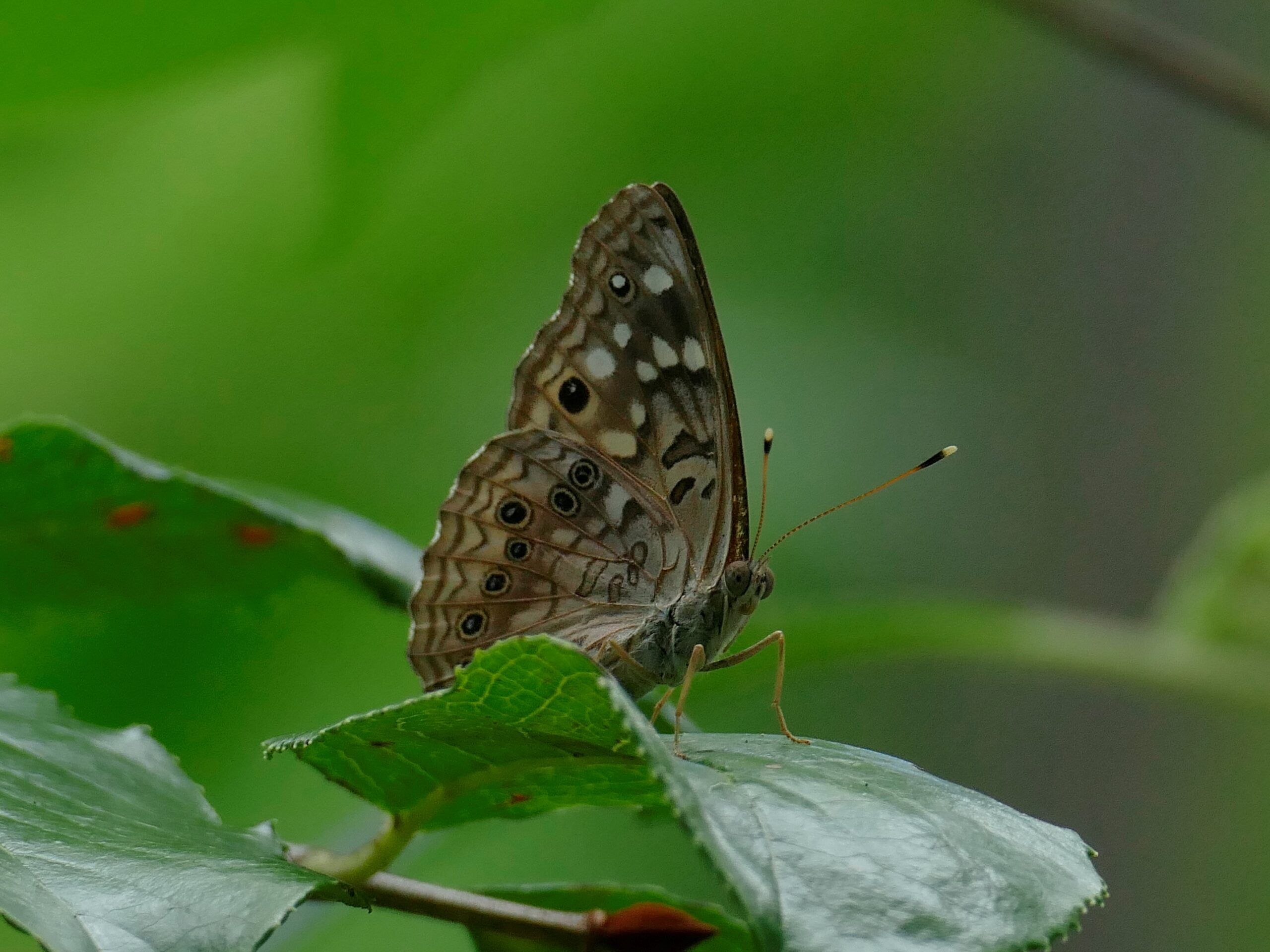 Hackberry Emperor