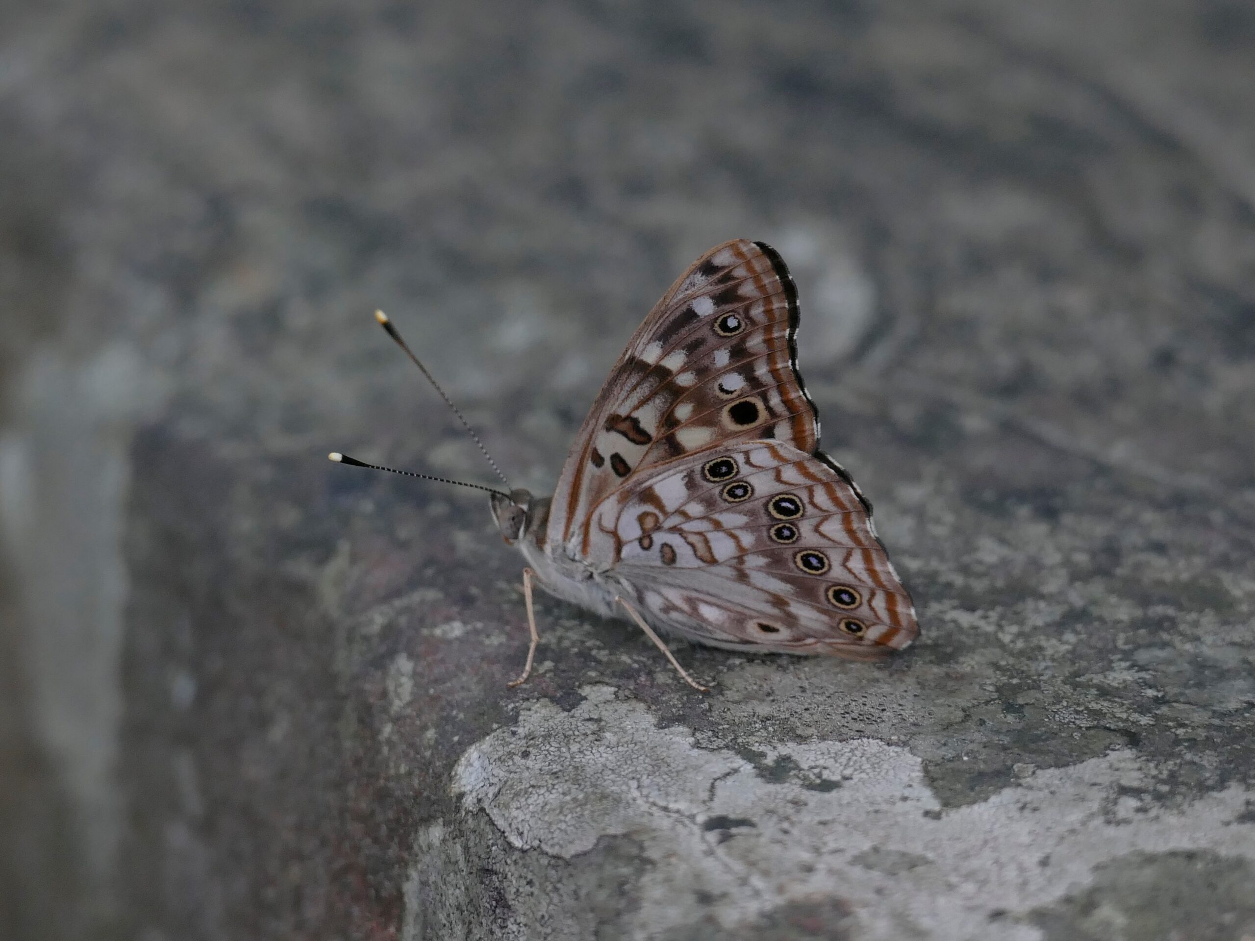 Hackberry Emperor