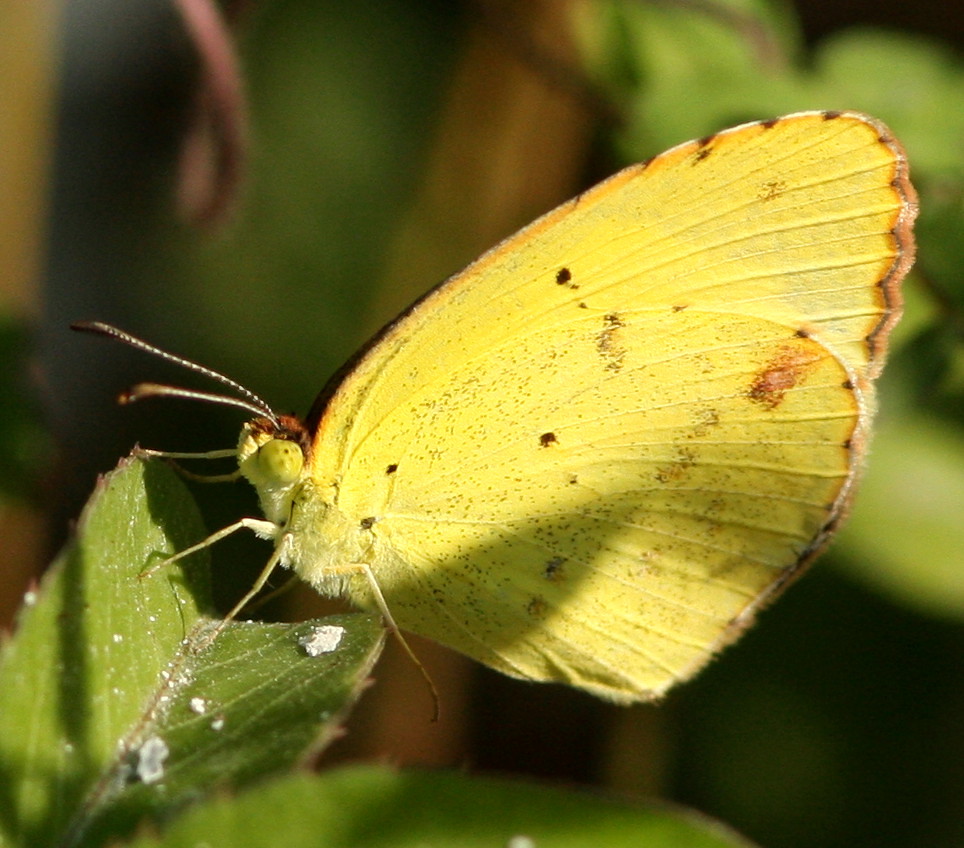 Little Yellow