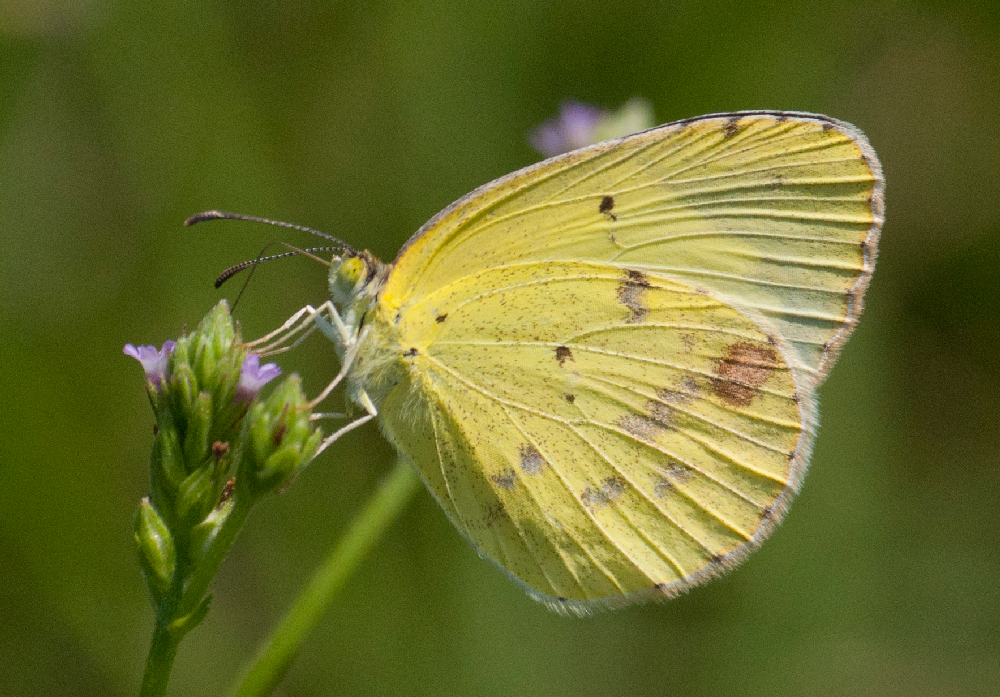 Little Yellow