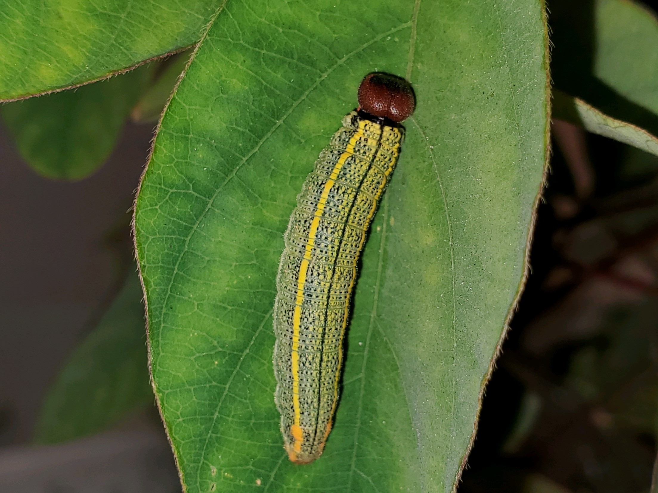 Long Tailed Skipper Caterpillar by Anita Camacho