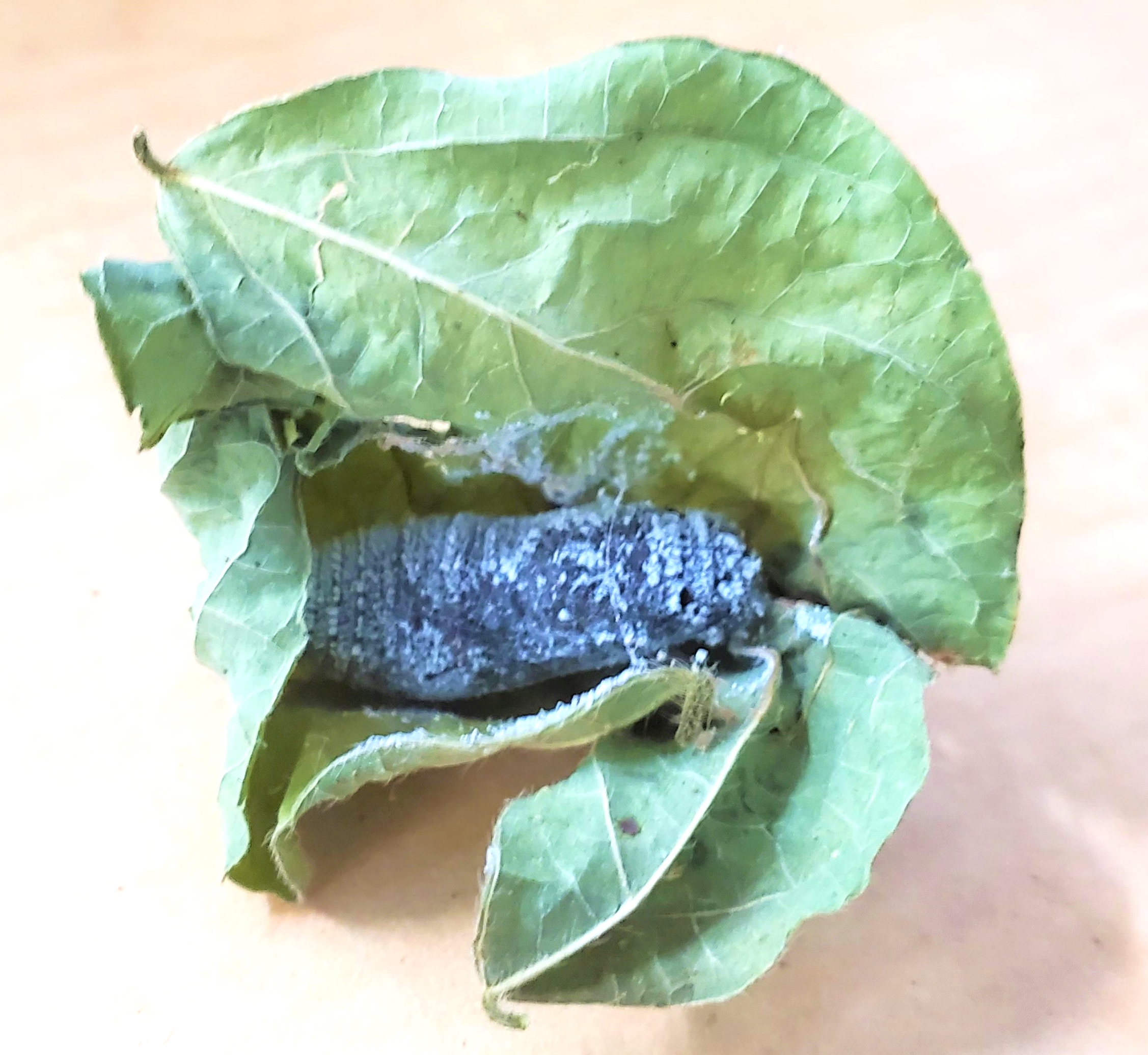 Long tailed skipper chrysalis