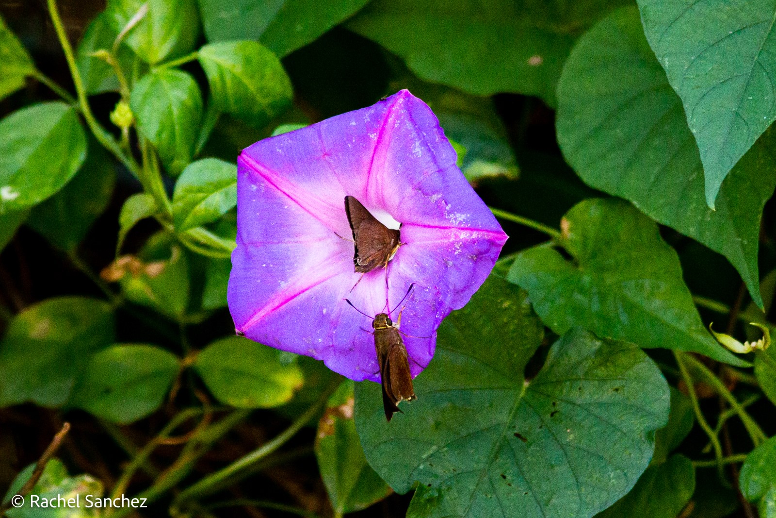 Monk Skipper by R. Sanchez