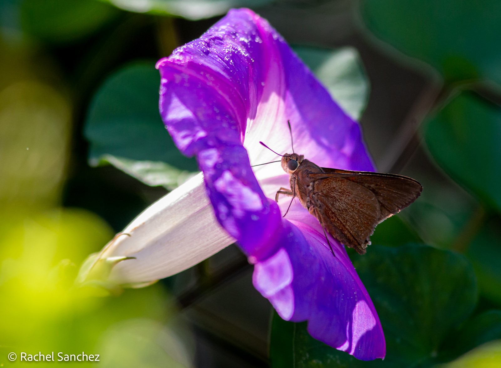 Monk Skipper by R. Sanchez