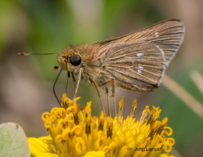 Obscure skipper by J Lampkin