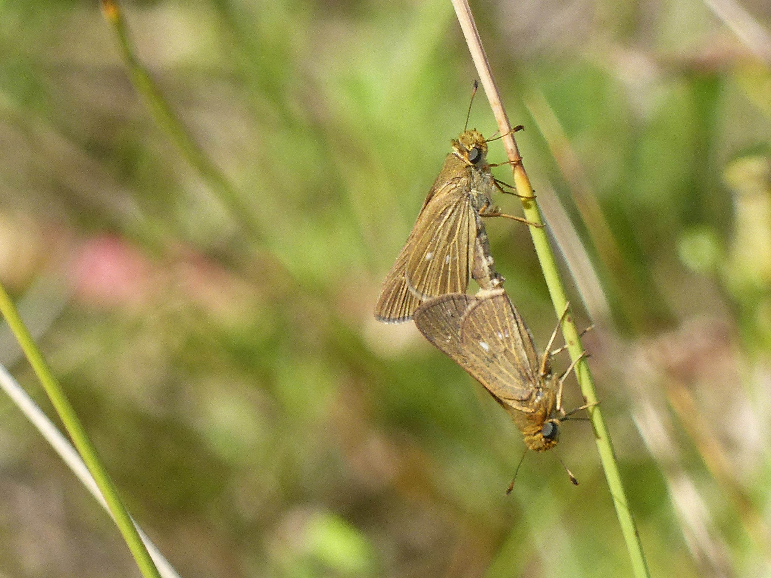 Obscure Skipper by R. Smith
