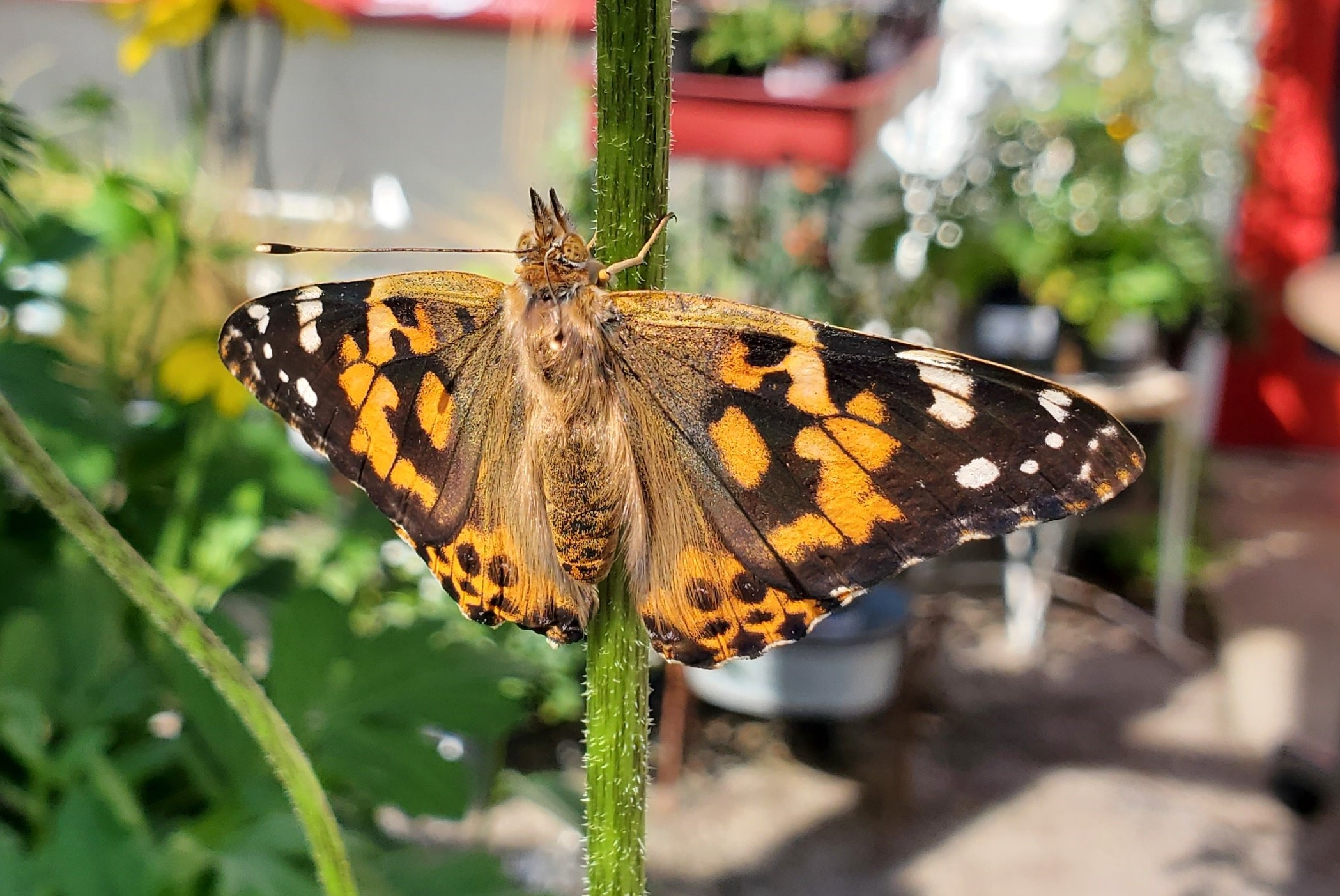 Painted Lady