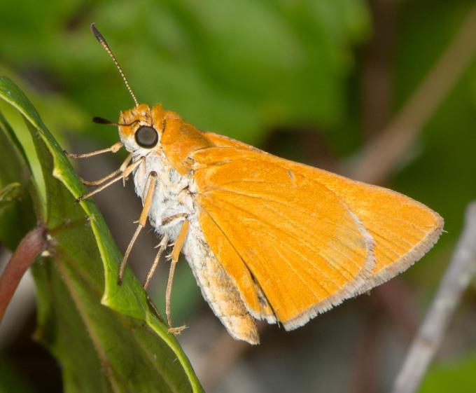 Palmetto Skipper by J Lampkin