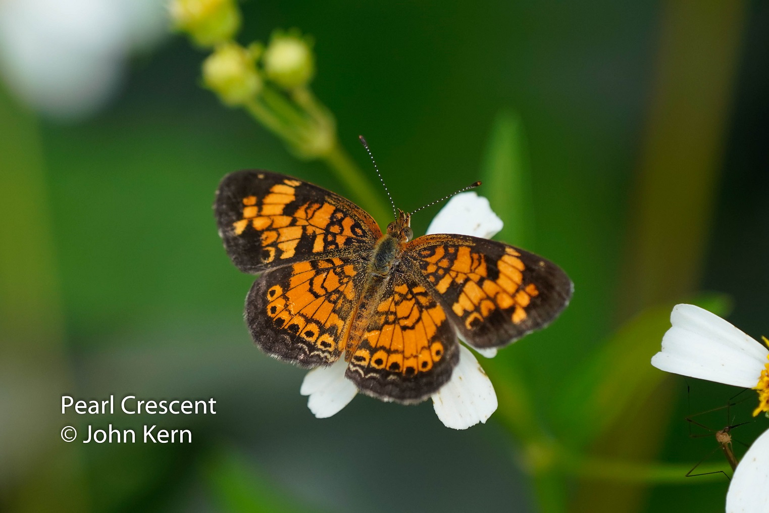 Pearl Crescent