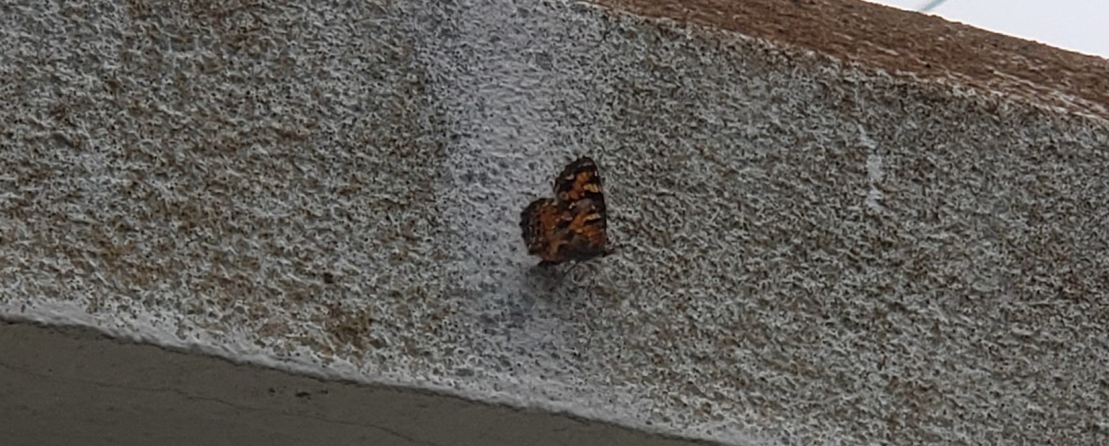 Phaon Crescent