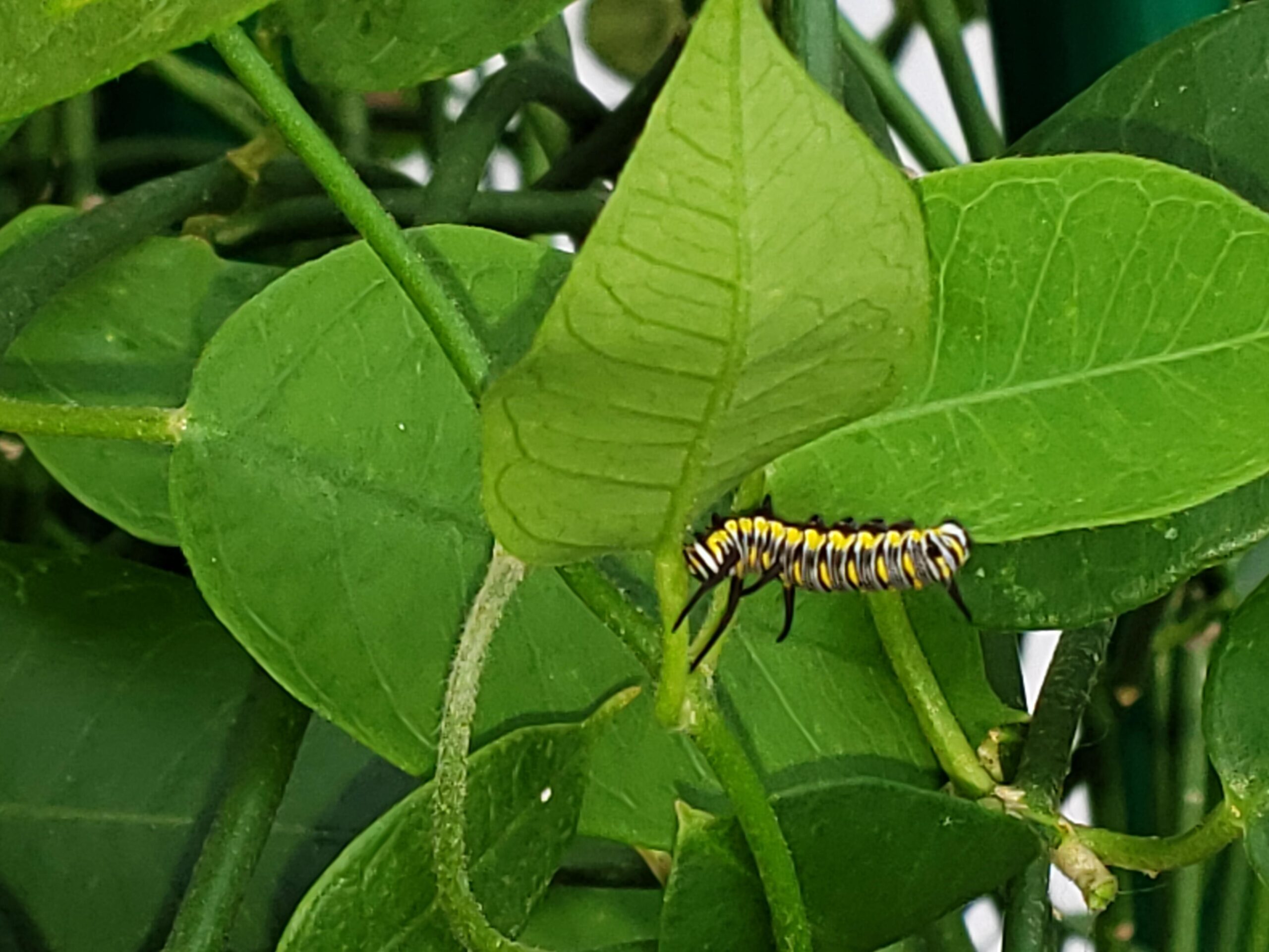 Queen Caterpillar