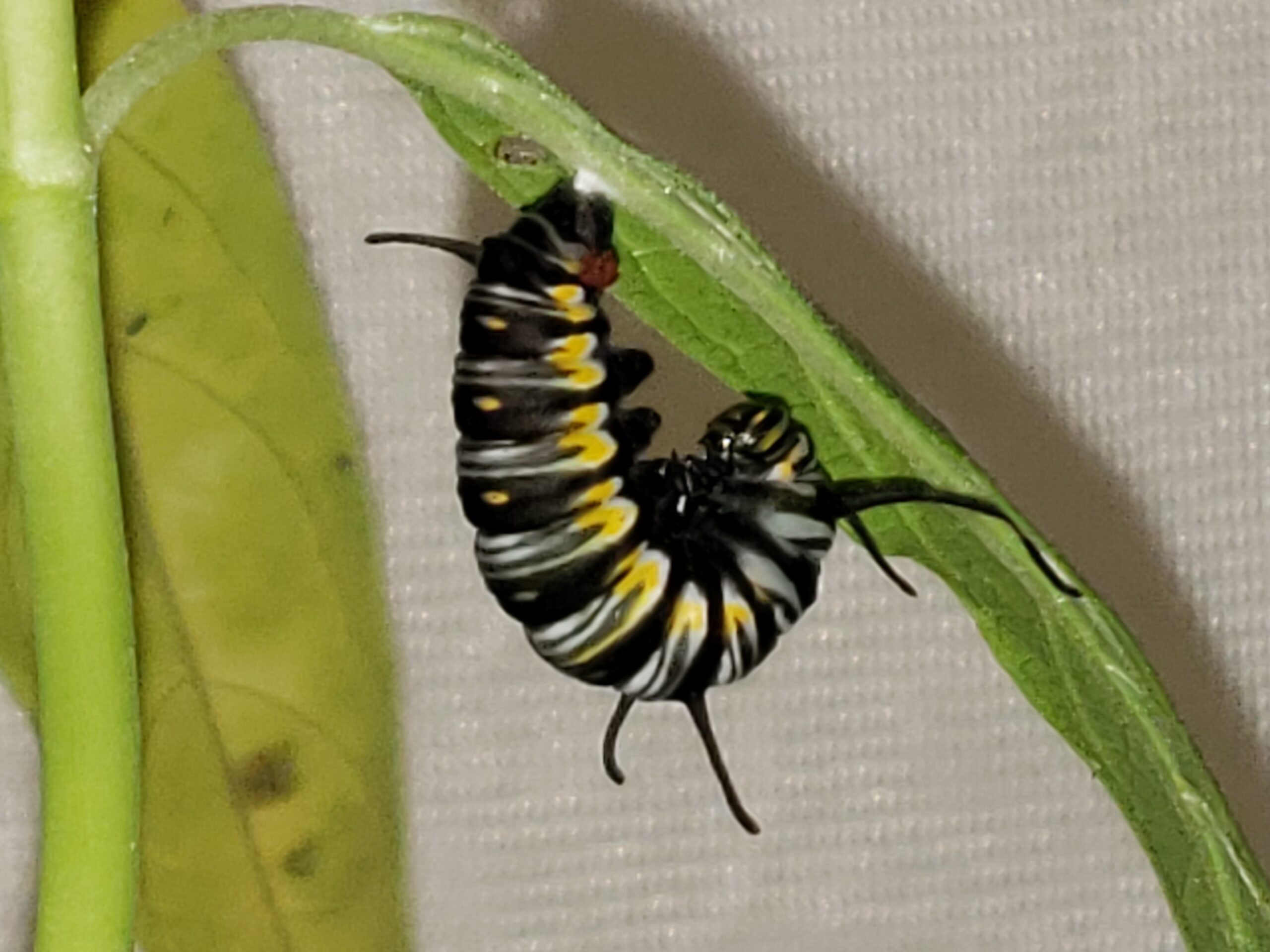 Queen Caterpillar