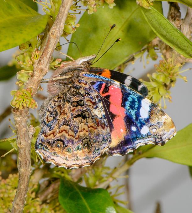 Red Admiral by J. Lampkin