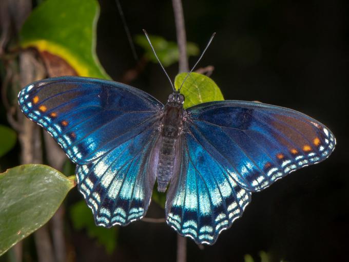 Red Spotted purple by J. Lampkin