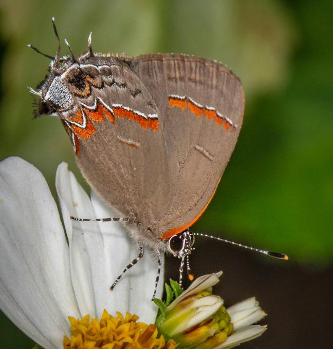 Red banded hairstreak by J Lampkin