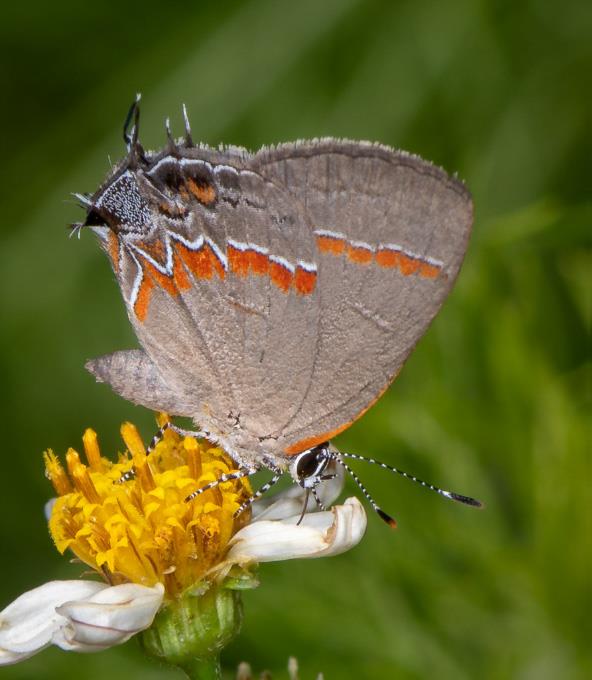 Red banded hairstreak by J Lampkin