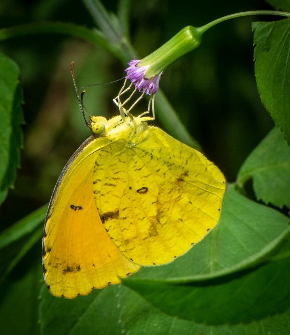 Sleepy Orange by J. Lampkin