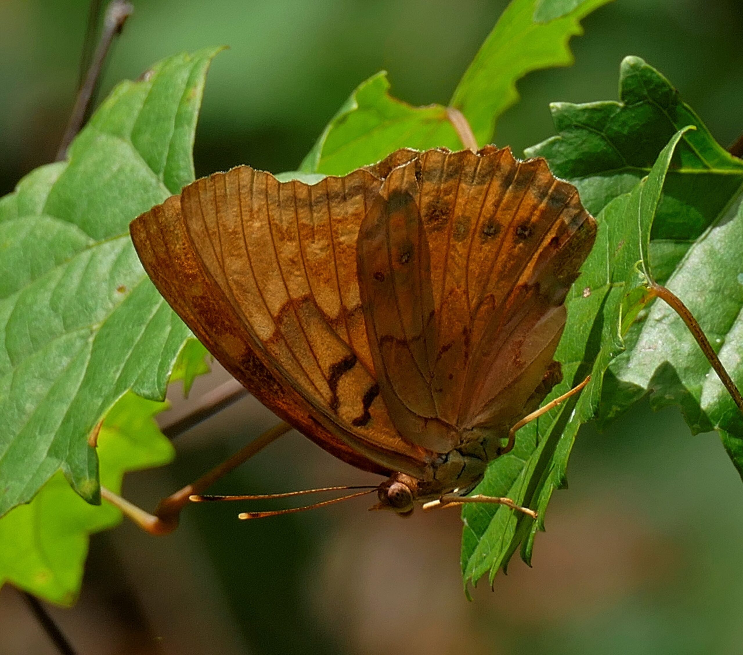 Tawny Emperor by R. Smith