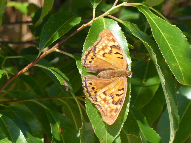 Tawny Emperor by R. Smith