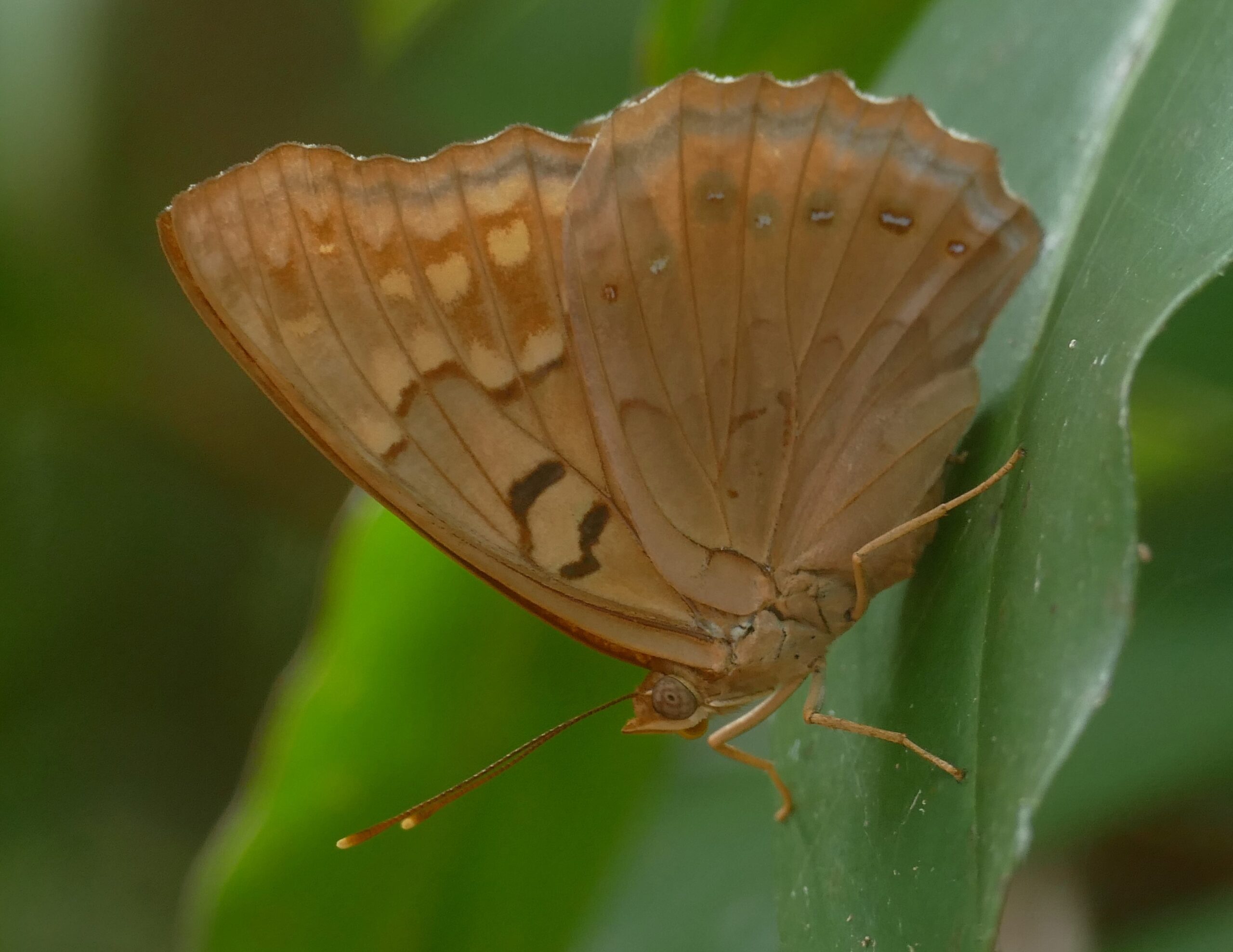 Tawny Emperor by R. Smith