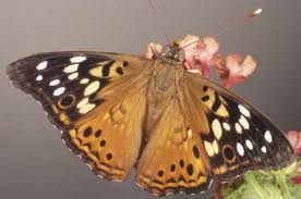 Tawny Emperor Butterfly