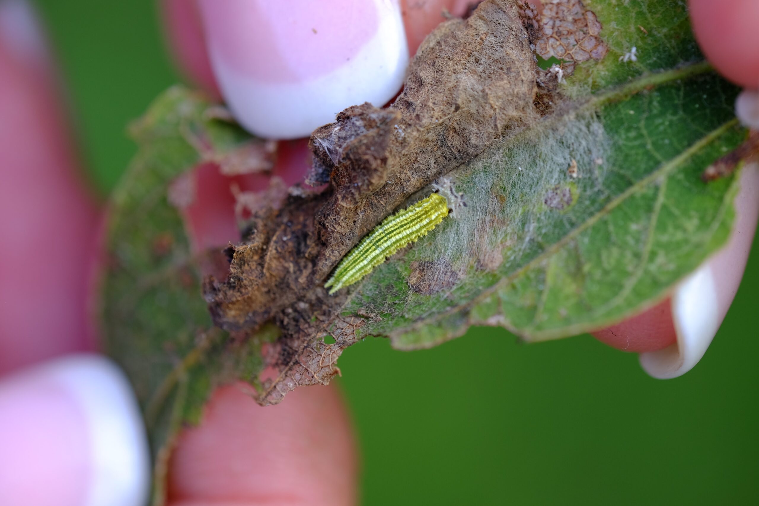 Tawny emperor Caterpillar by D. Smith