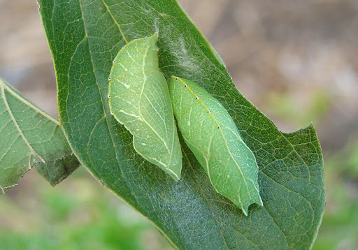 Tawny Emperor Chrysalis