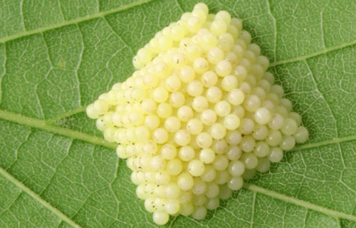 Tawny Emperor eggs