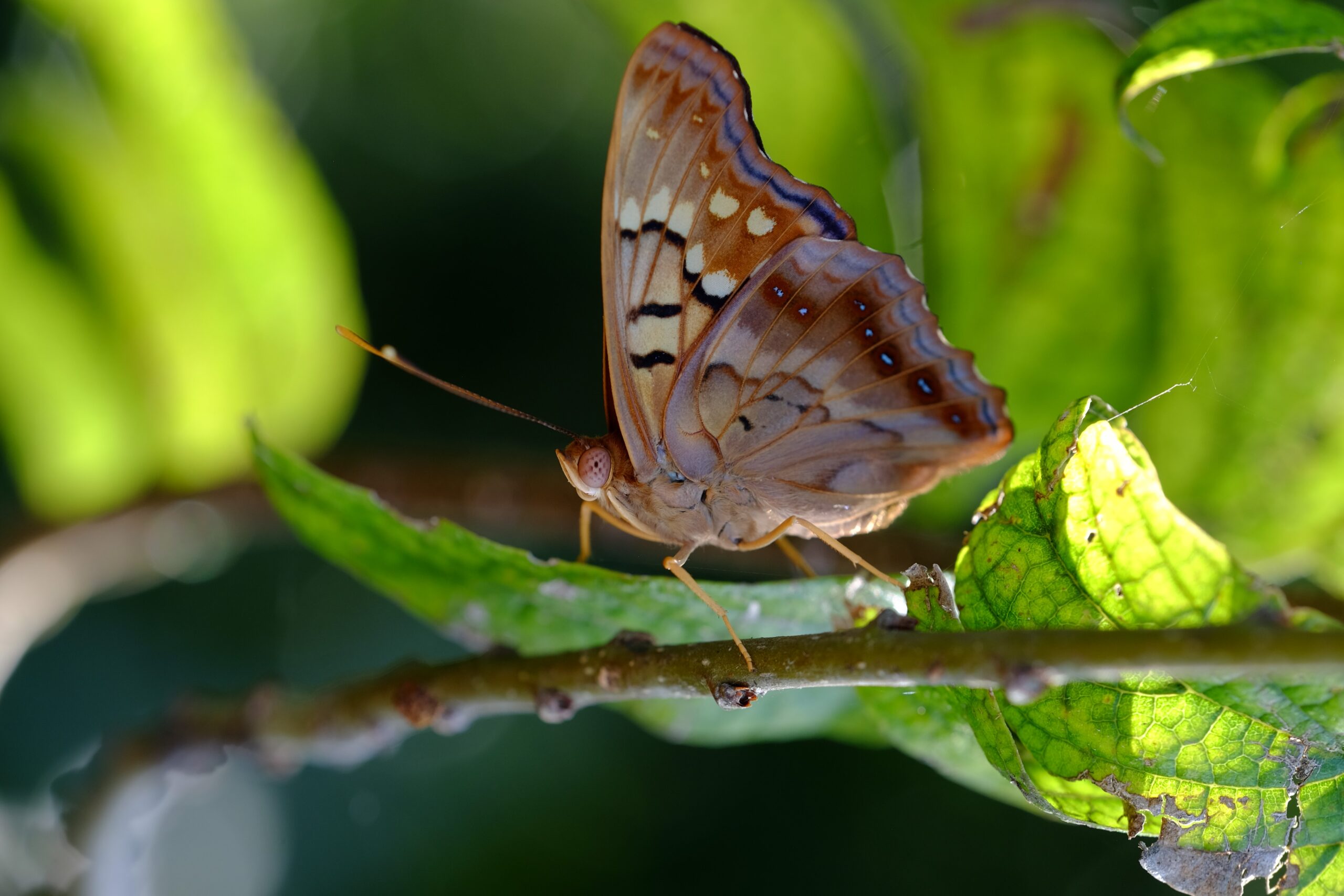 Tawny emperor by D Smith