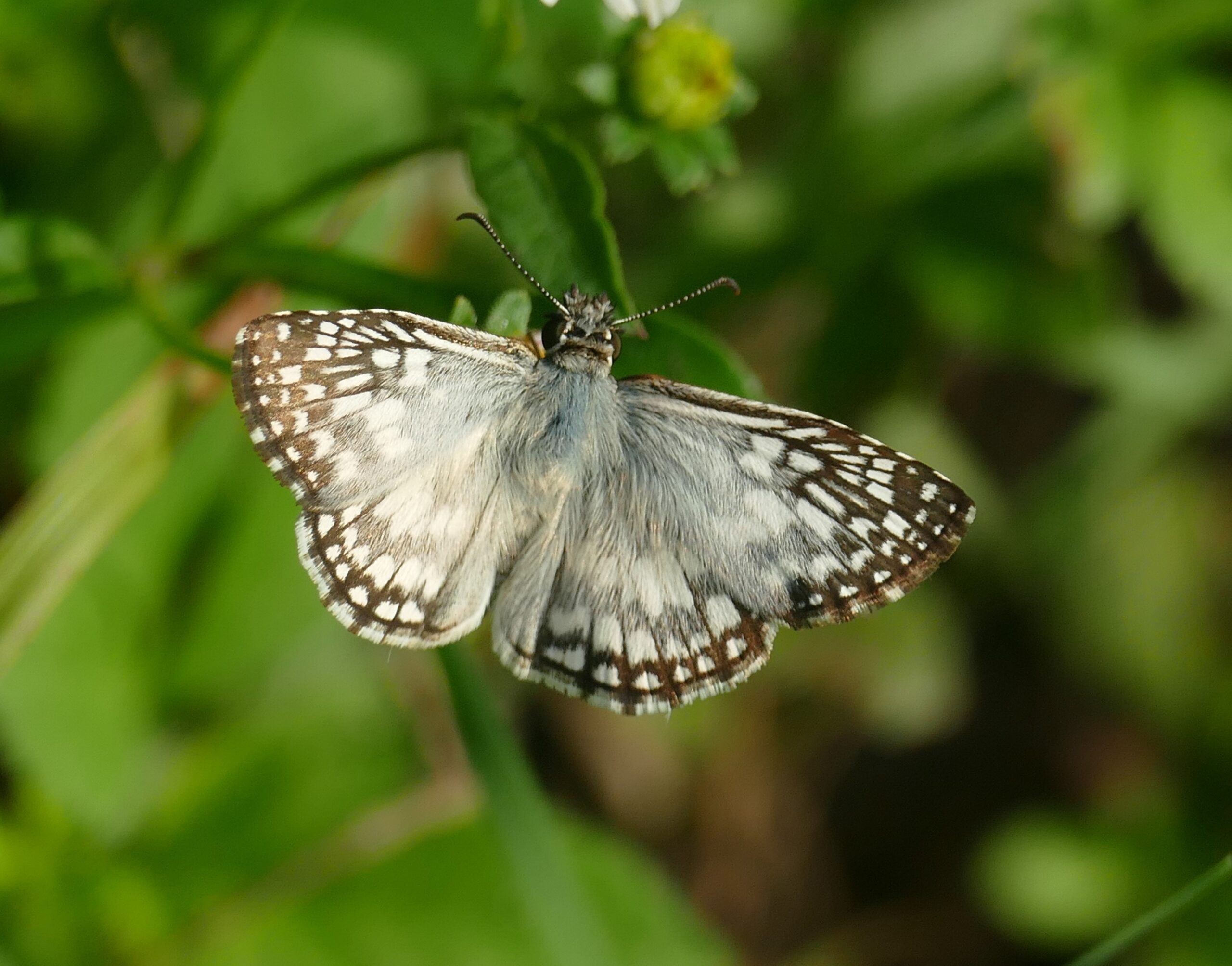 Tropical Checkered Skipper