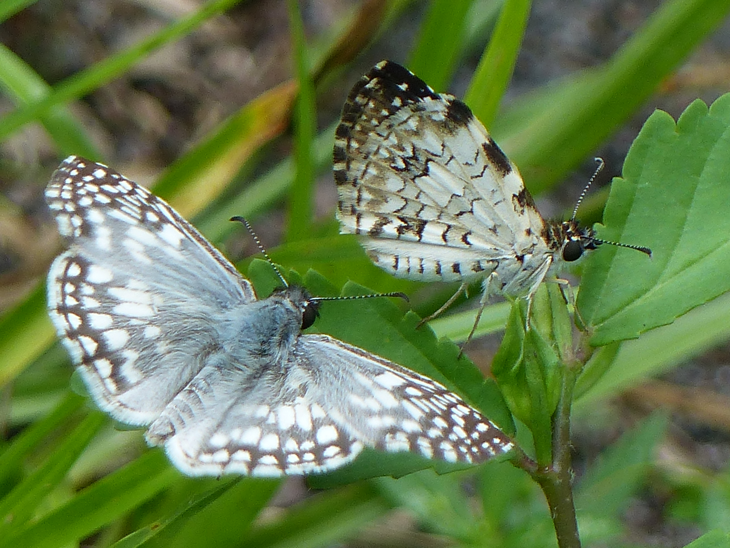 Tropical Checkered Skipper by R. Smith