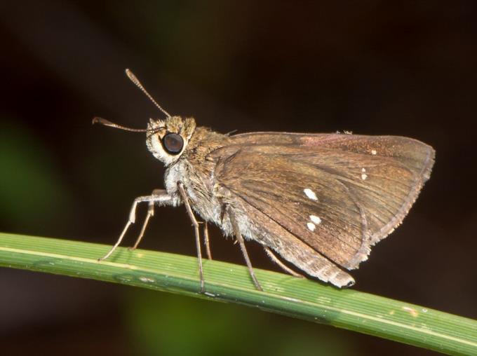 Twin spotted Skipper by J Lampkin