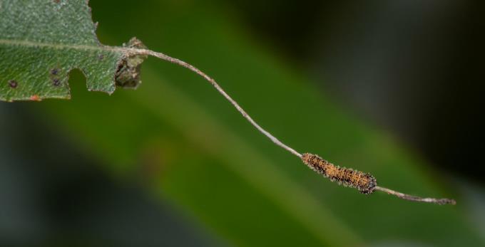 Viceroy Caterpillar by J Lampkin