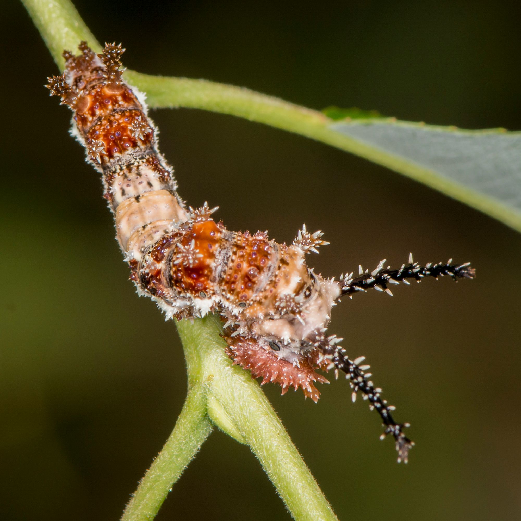 Viceroy Caterpillar by John Lampkin