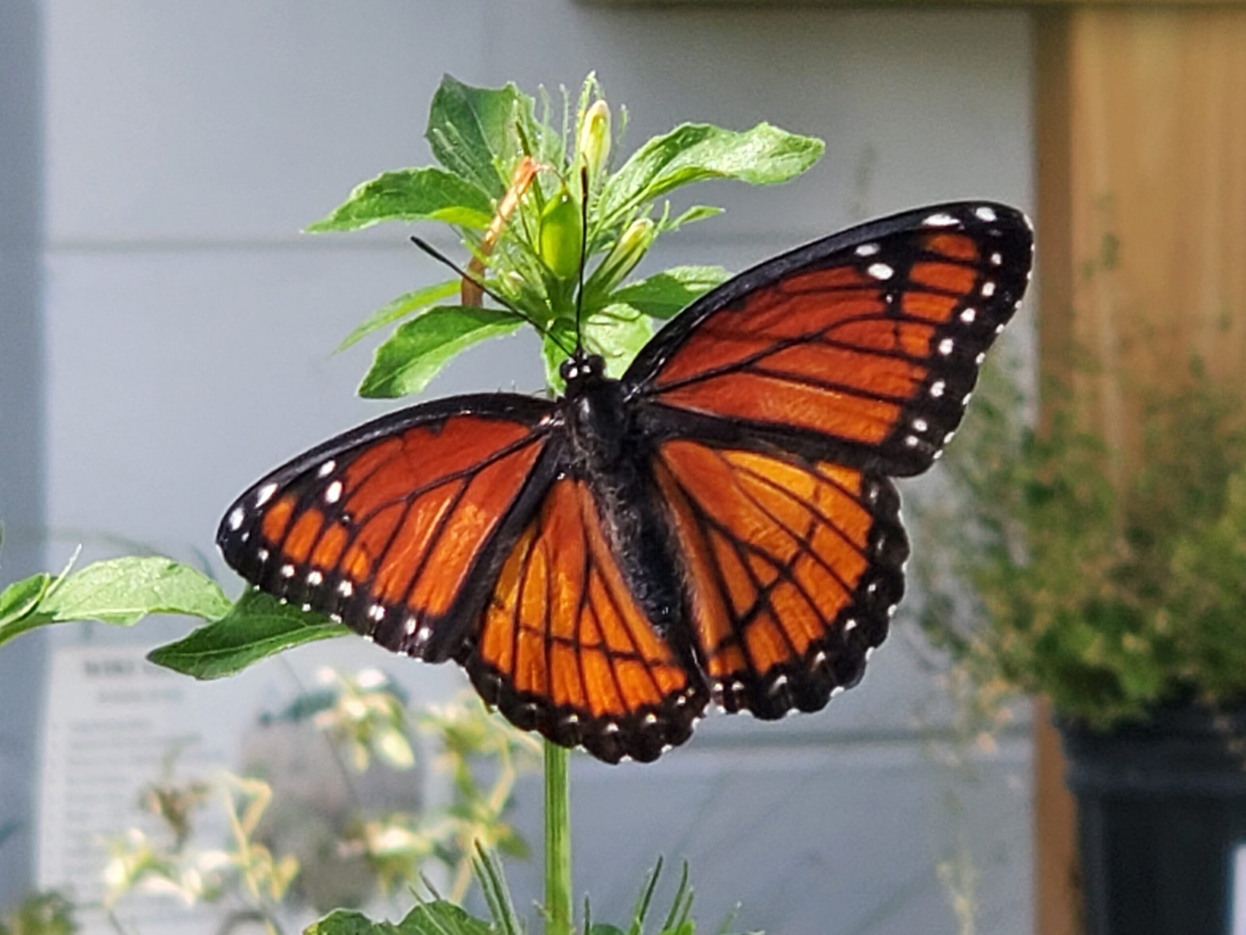 Viceroy by Anita Camacho