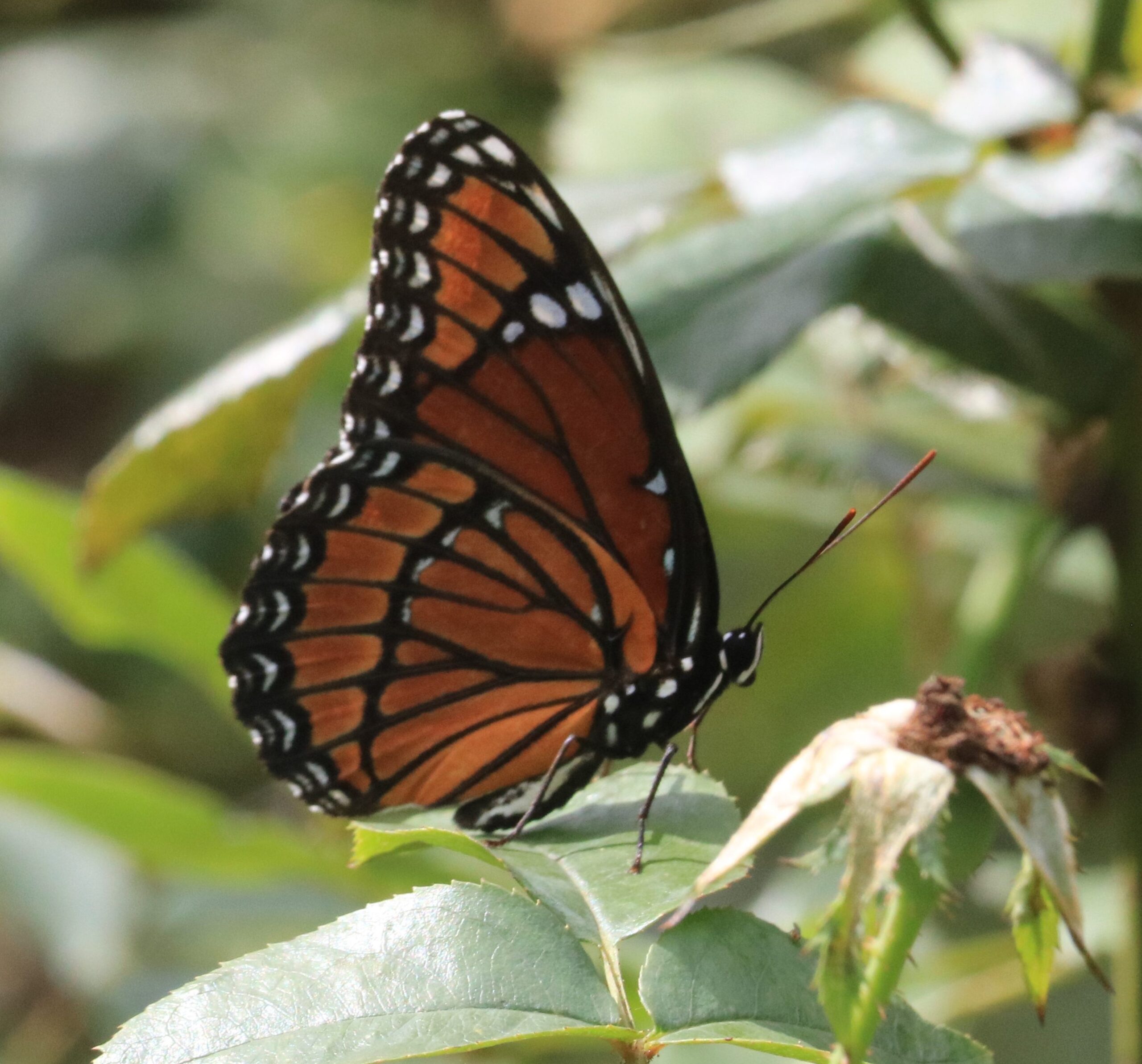 Viceroy by R Cain