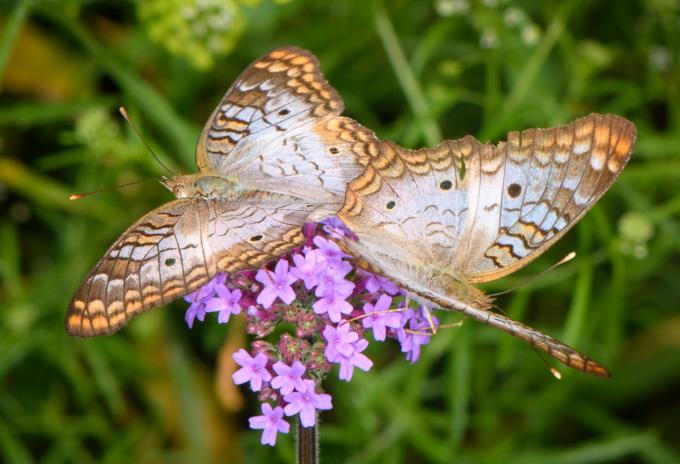 White peacock by J Lampkin