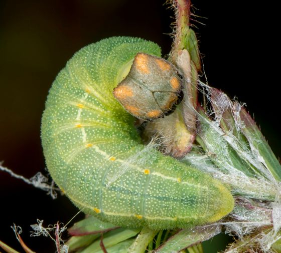 Zarucco Duskywing Caterpillar by J Lampkin