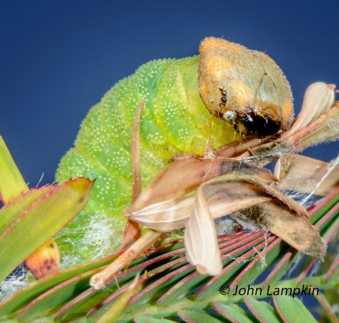 Zarucco duskywing Caterpillar by J. Lampkin
