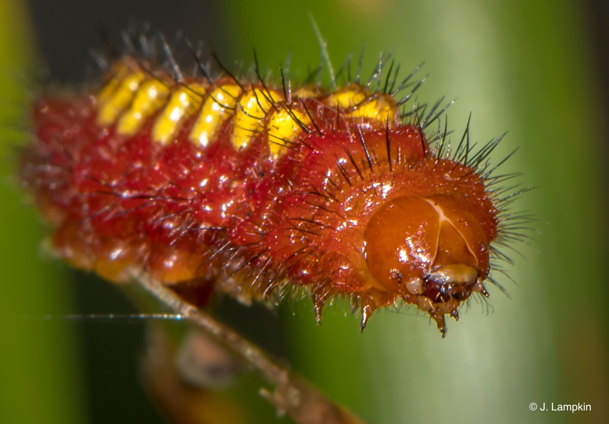 Atala Caterpillar by J. Lampkin