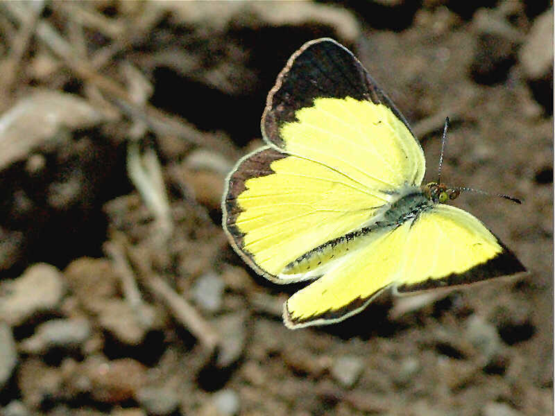 Little Yellow