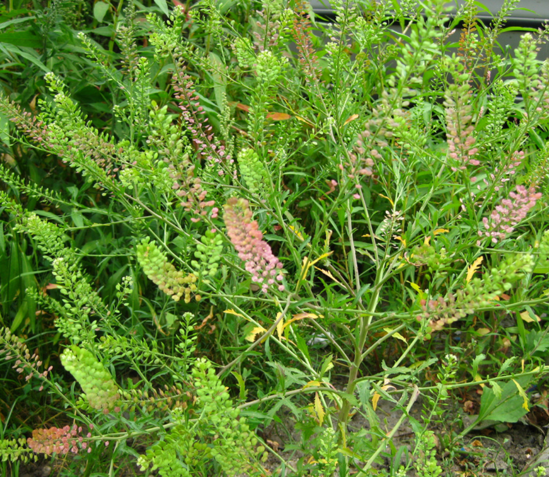 Peppperweed by Anita Camacho