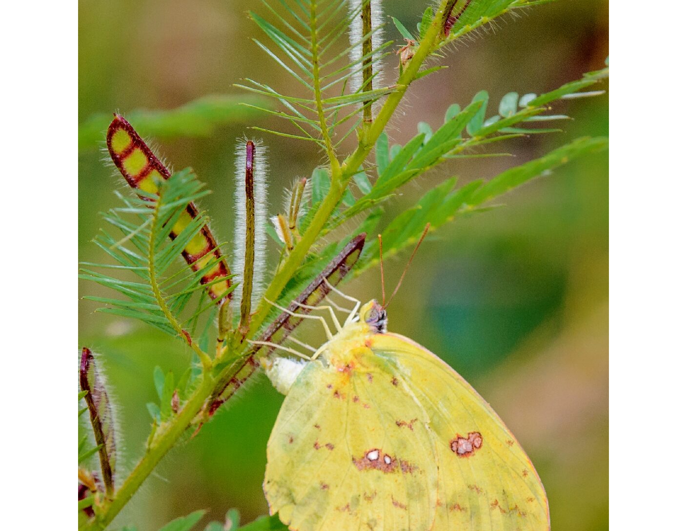 Cloudless Sulphur