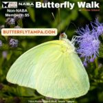 Butterfly Walk - Picnic Island